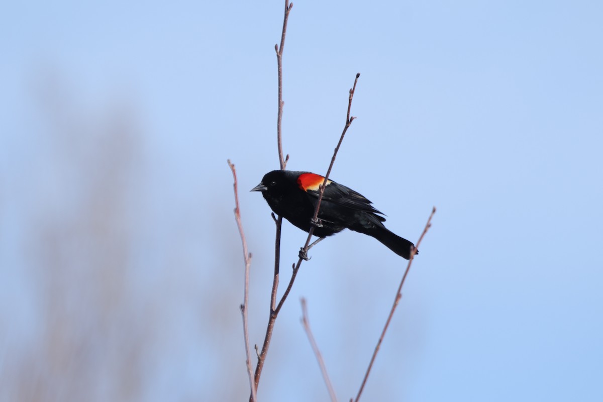 Red-winged Blackbird - ML637342509