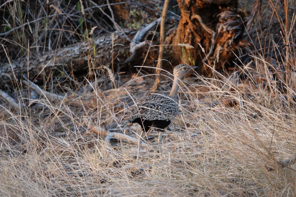 Red-crested Bustard - ML637342514