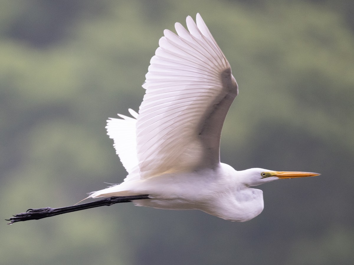 Grande Aigrette - ML637342572