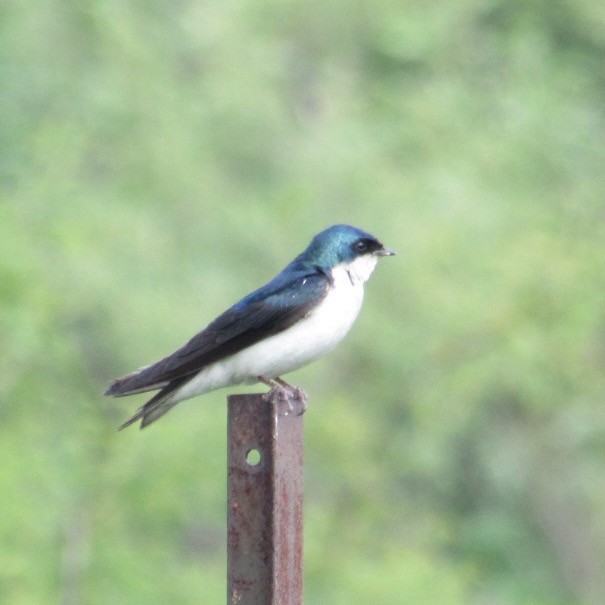 Tree Swallow - ML637342592