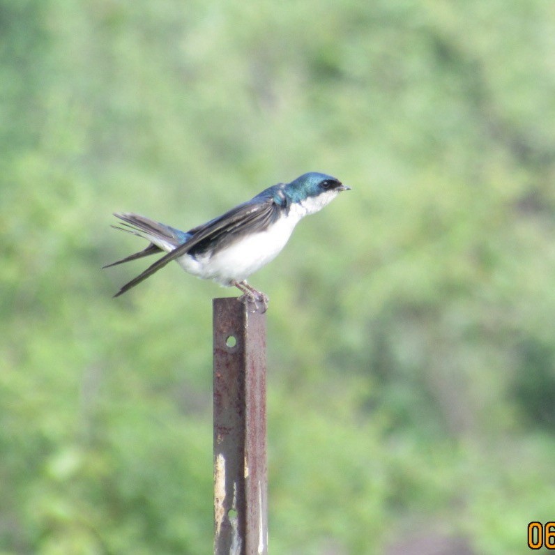 Tree Swallow - ML637342593