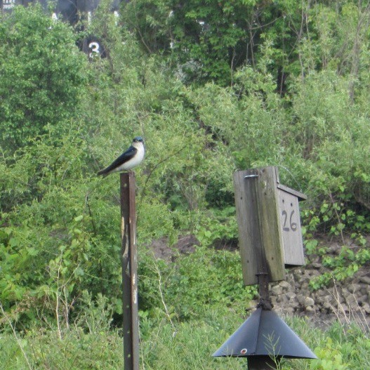 Tree Swallow - ML637342594