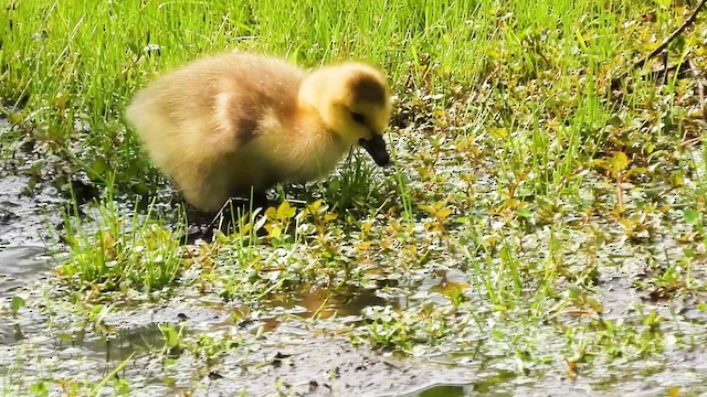 Canada Goose - ML637342771