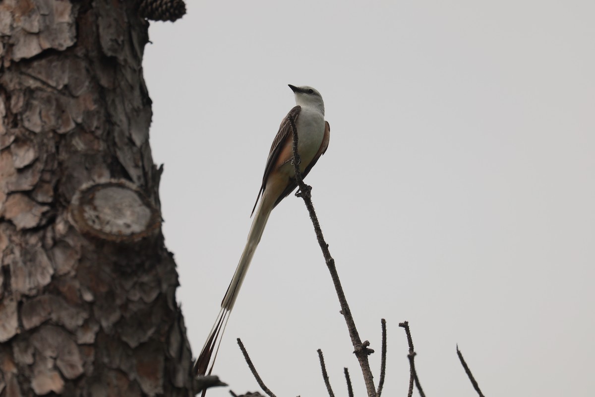 Scissor-tailed Flycatcher - ML637342813