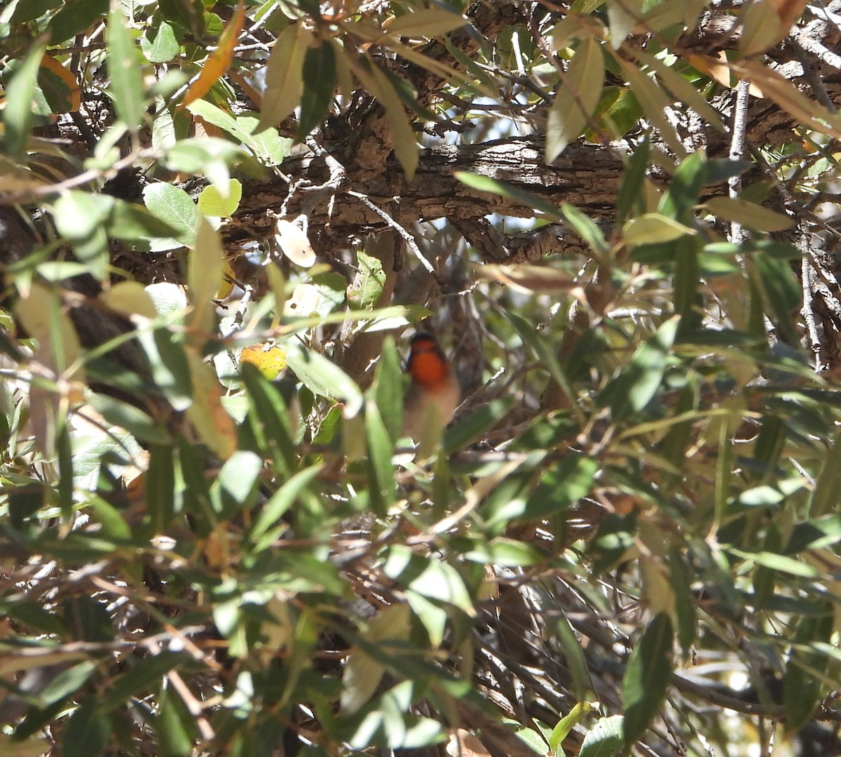 Red-faced Warbler - ML637342841