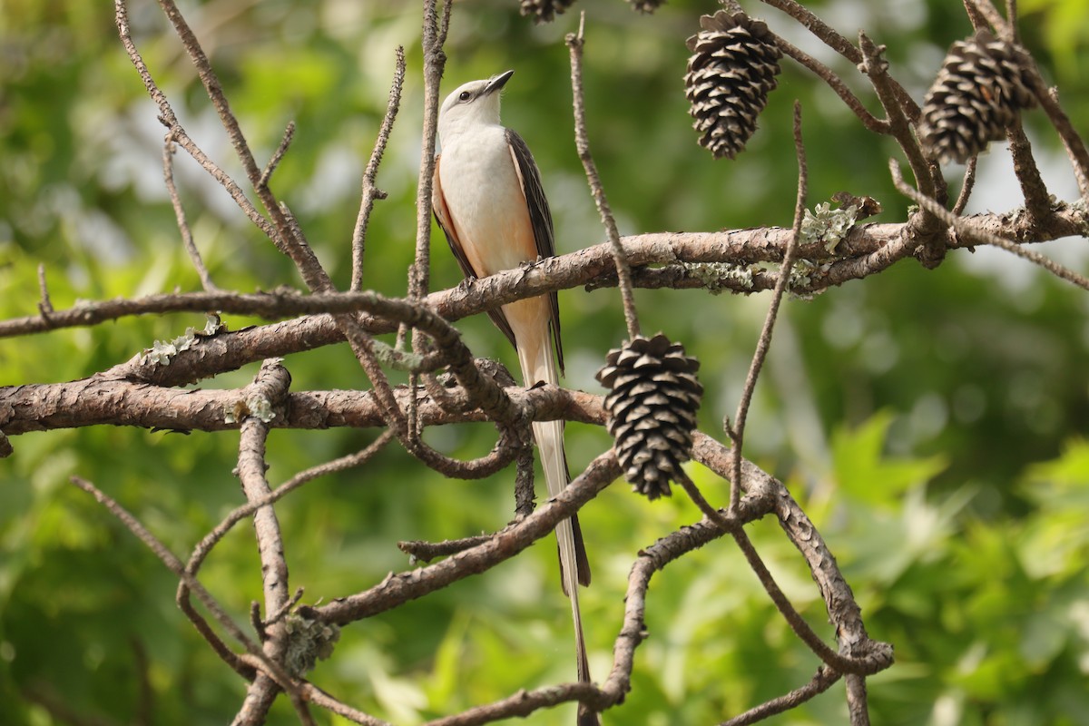 Scissor-tailed Flycatcher - ML637342900