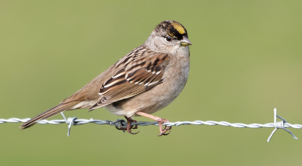 Golden-crowned Sparrow - ML637342904
