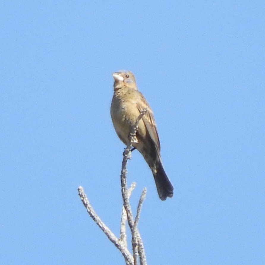 Blue Grosbeak - ML637342944