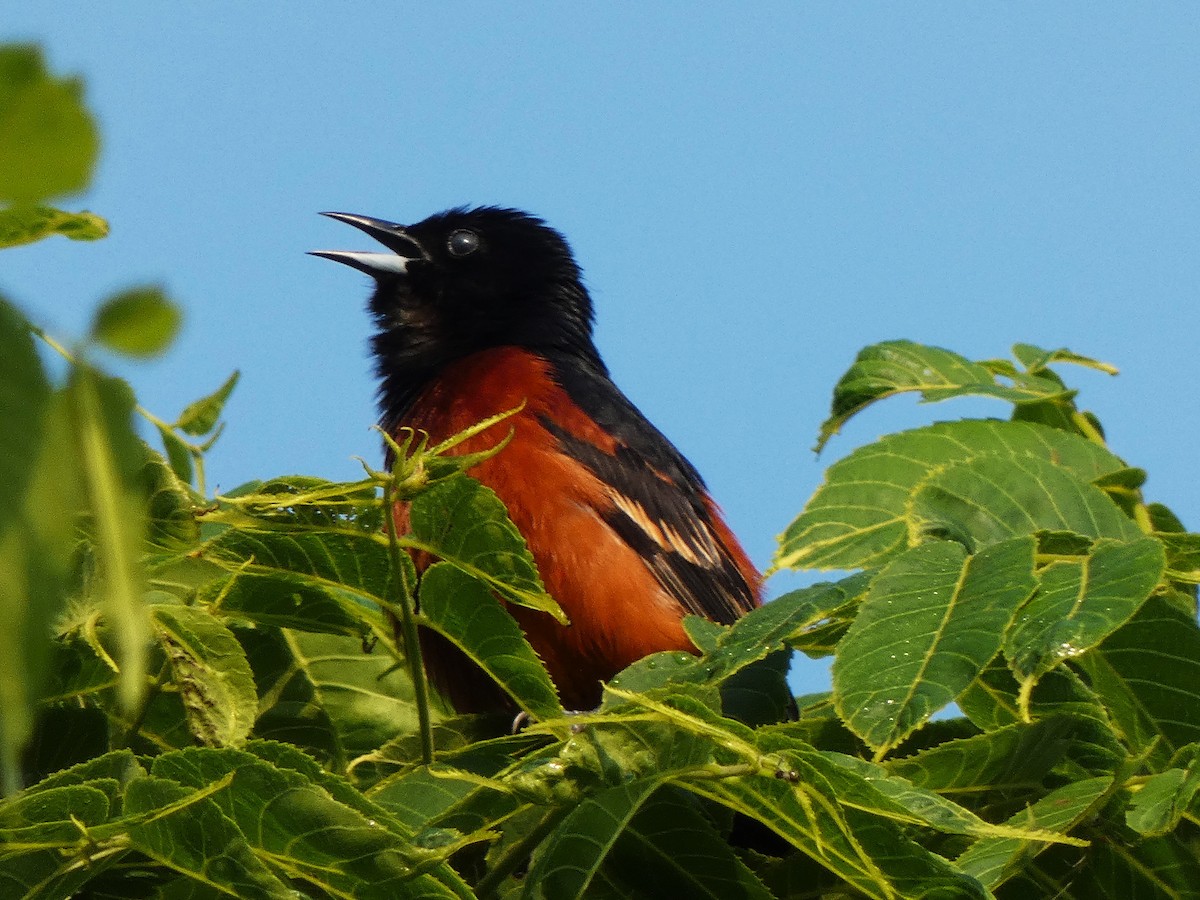 Orchard Oriole - ML637342949