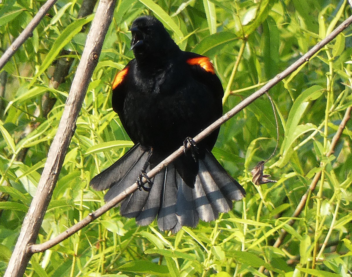 Red-winged Blackbird - ML637342955