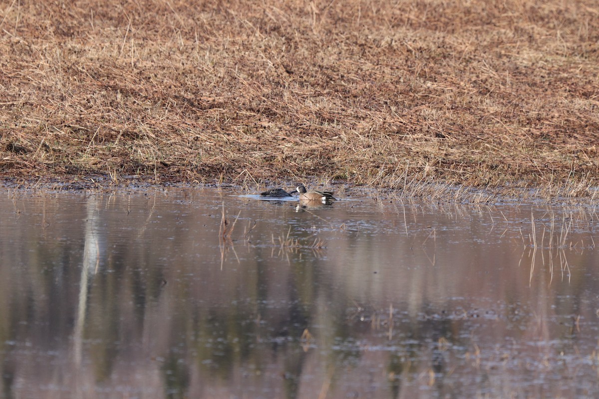 Blue-winged Teal - ML637342962