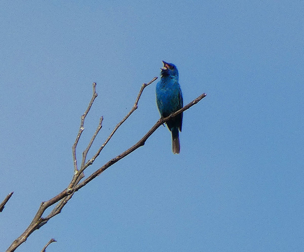 Indigo Bunting - ML637342963