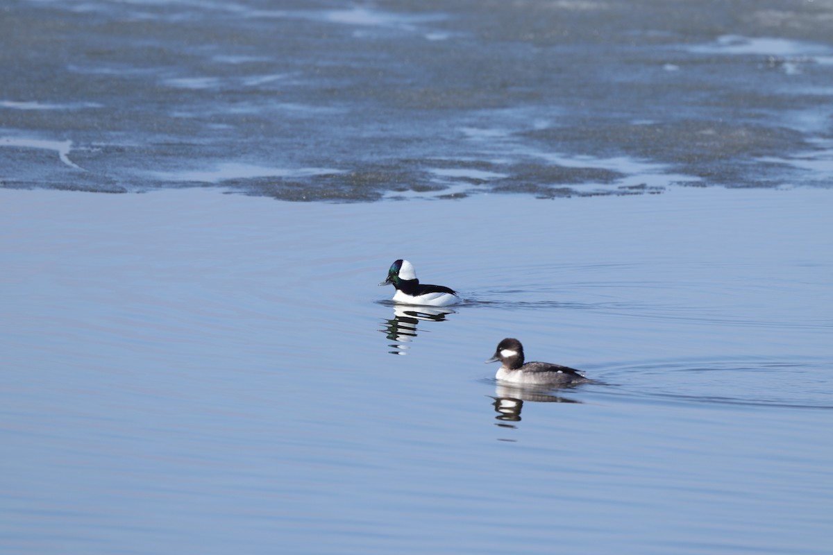 Bufflehead - ML637342977