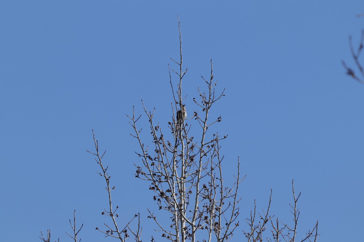 Brown Thrasher - ML637342991