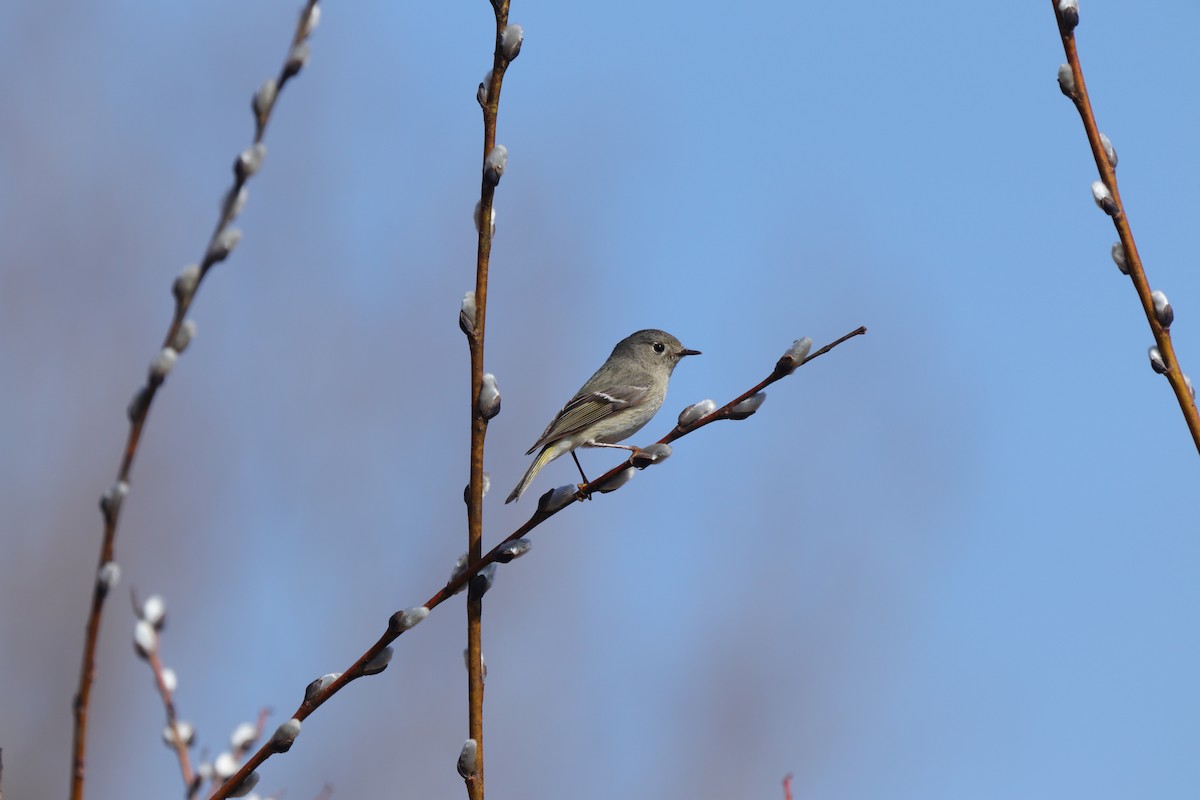 Ruby-crowned Kinglet - ML637343015