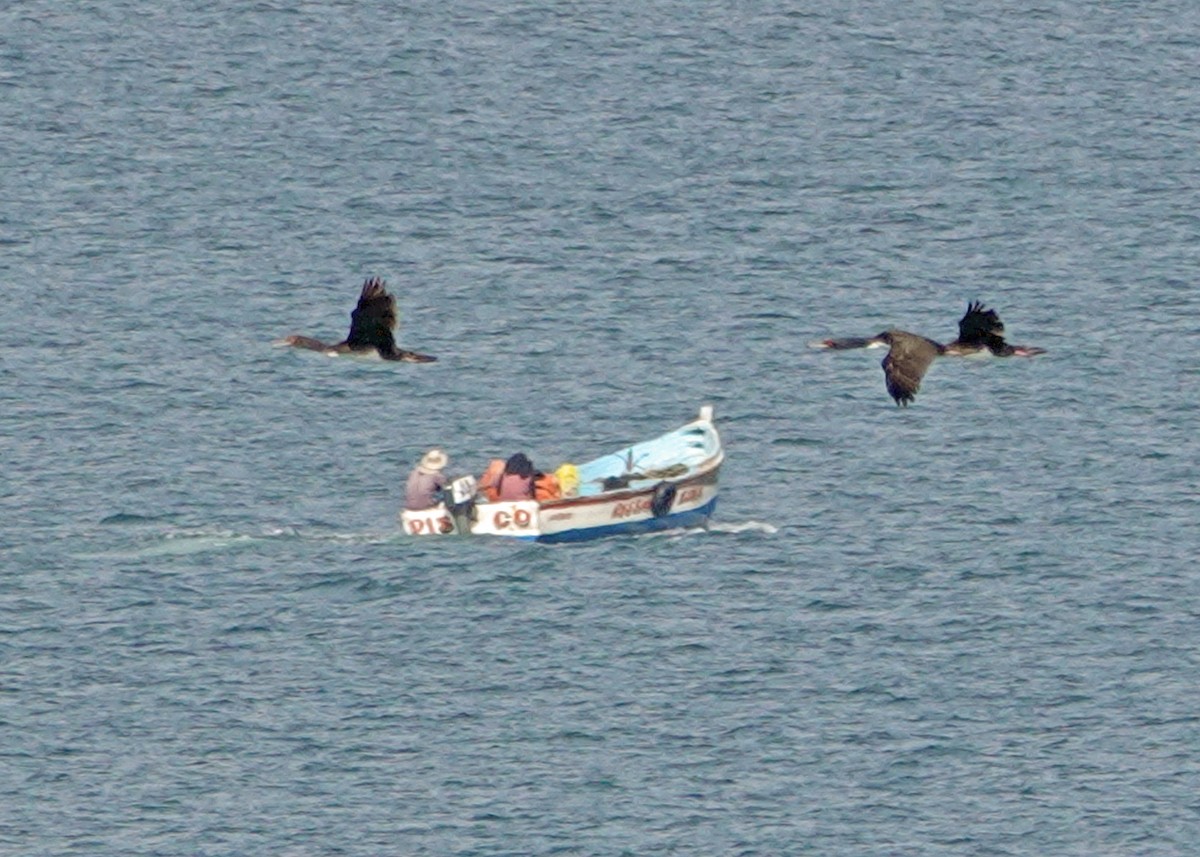Guanay Cormorant - ML637343031