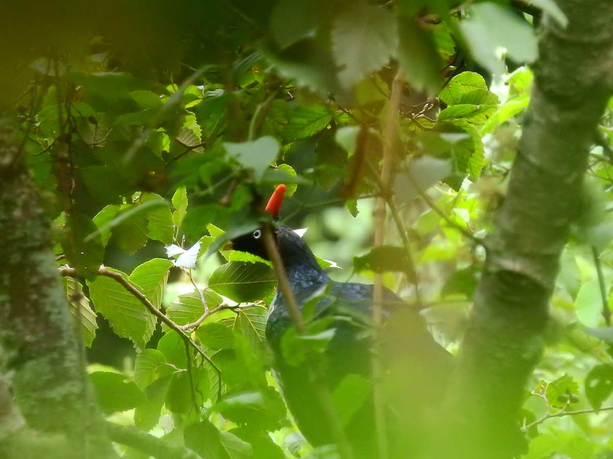 Horned Guan - ML637343056