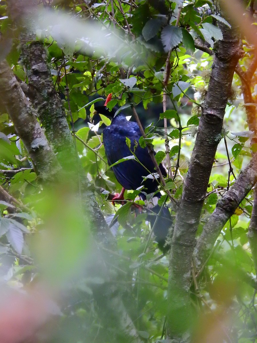 Horned Guan - ML637343057
