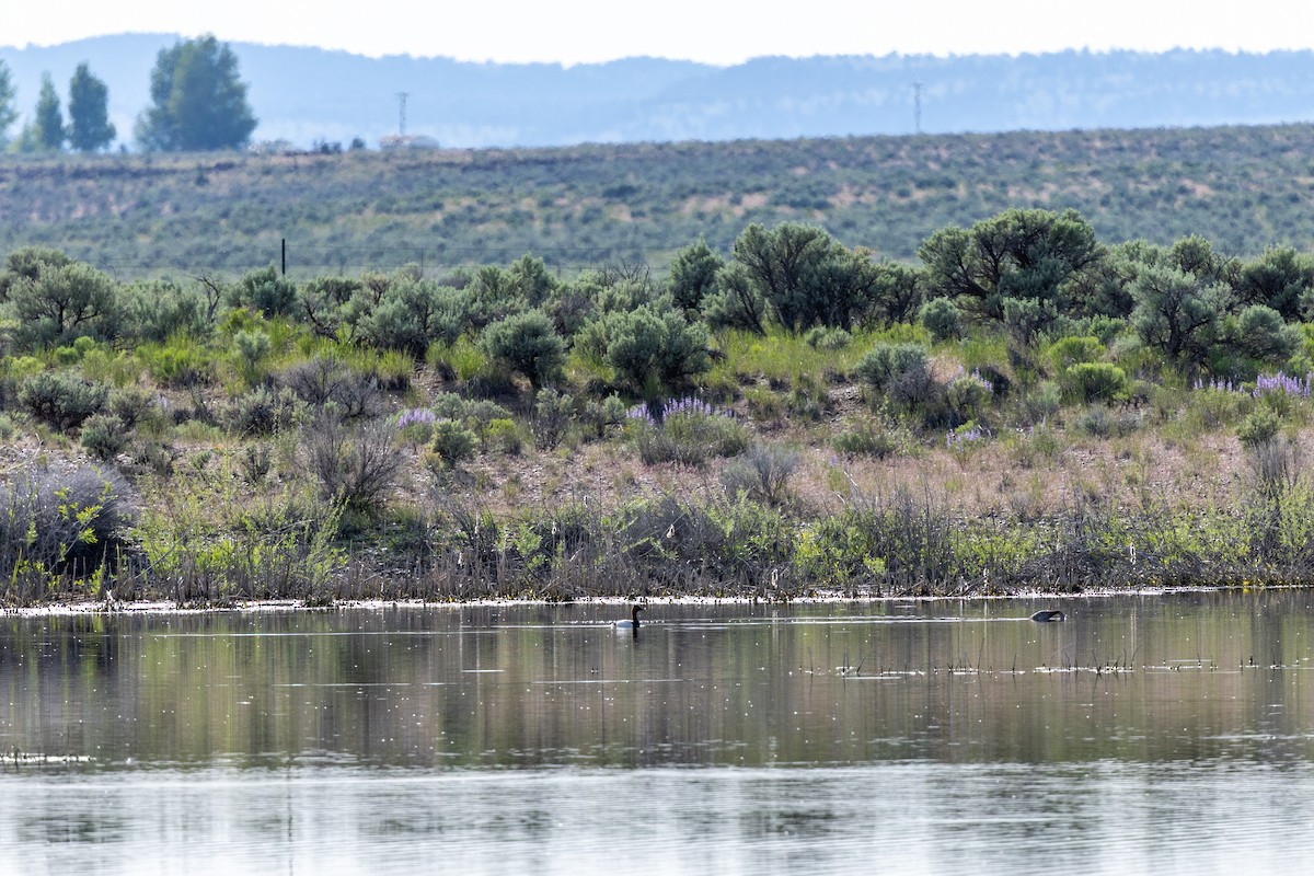 Canvasback - ML637343065