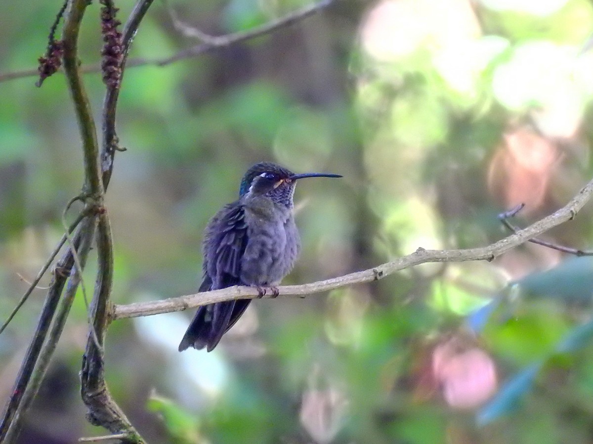 Amethyst-throated Mountain-gem - ML637343066