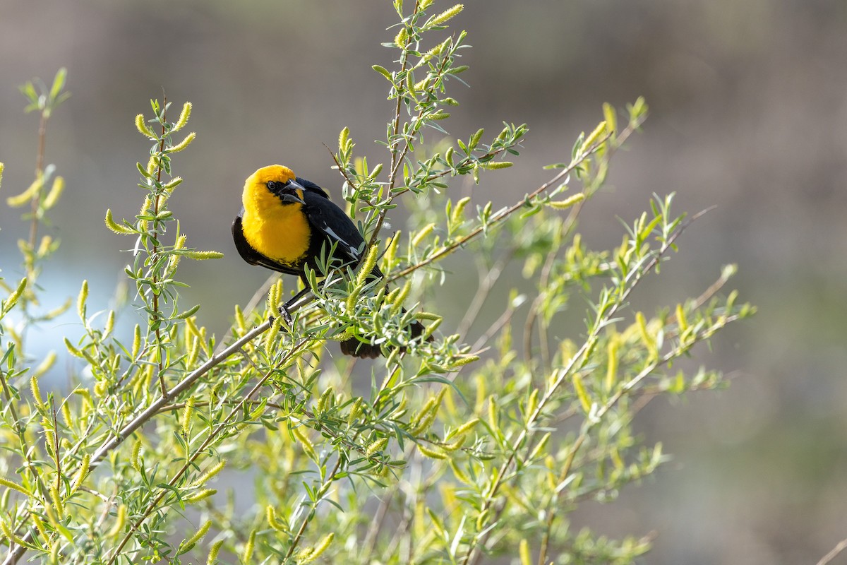 Yellow-headed Blackbird - ML637343070
