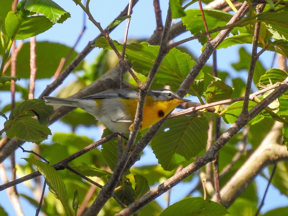 Crescent-chested Warbler - ML637343076