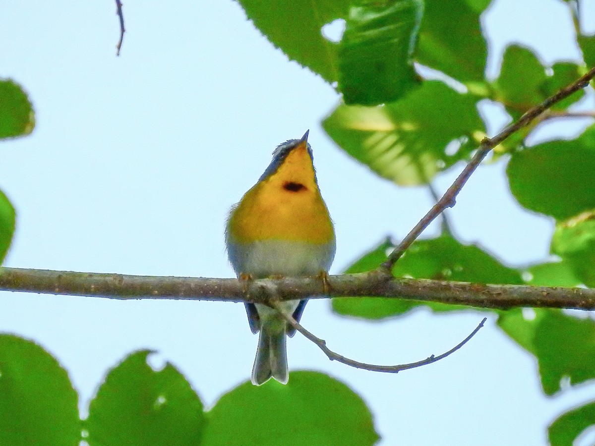 Crescent-chested Warbler - ML637343077