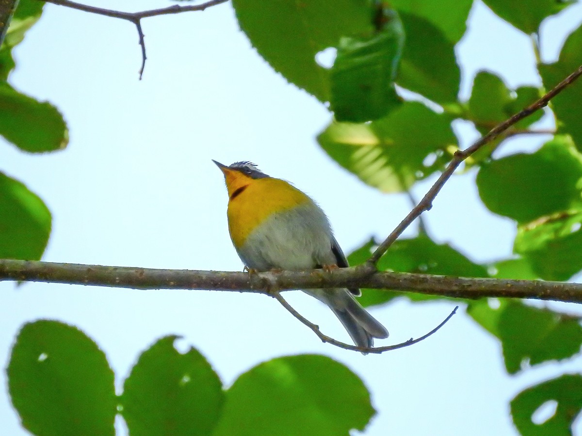 Crescent-chested Warbler - ML637343078