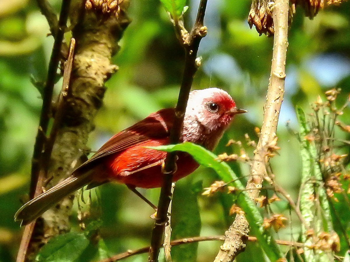 Pink-headed Warbler - ML637343098