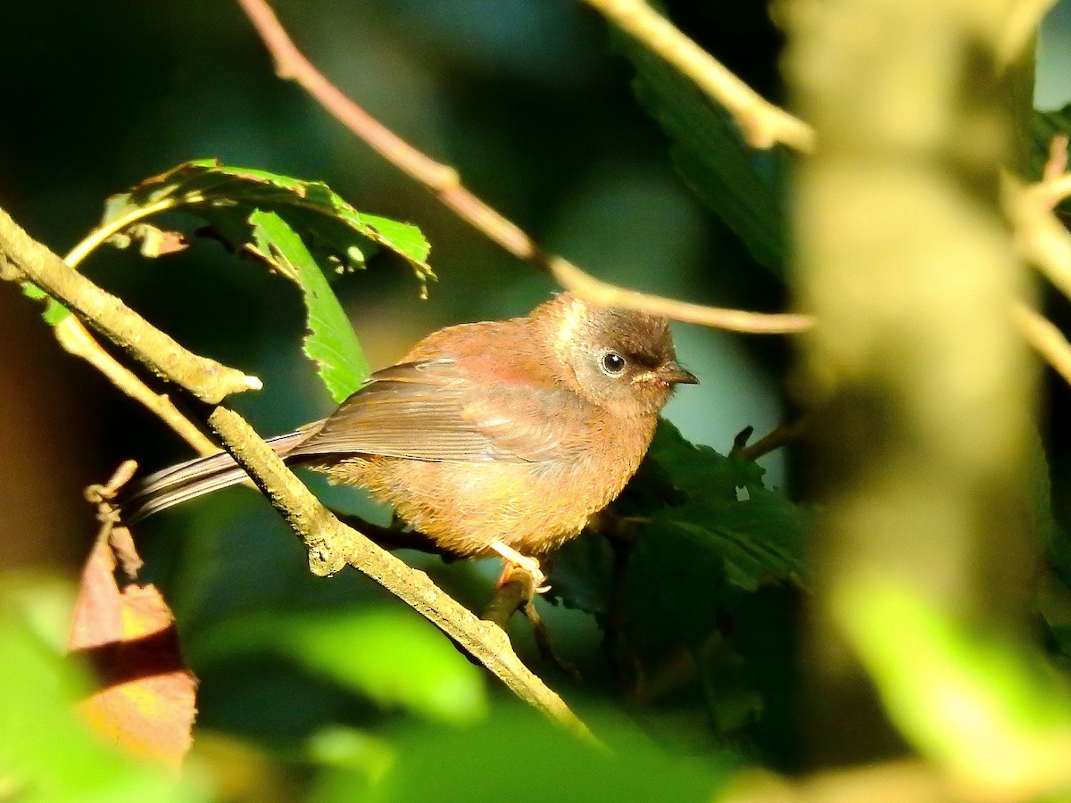 Pink-headed Warbler - ML637343100