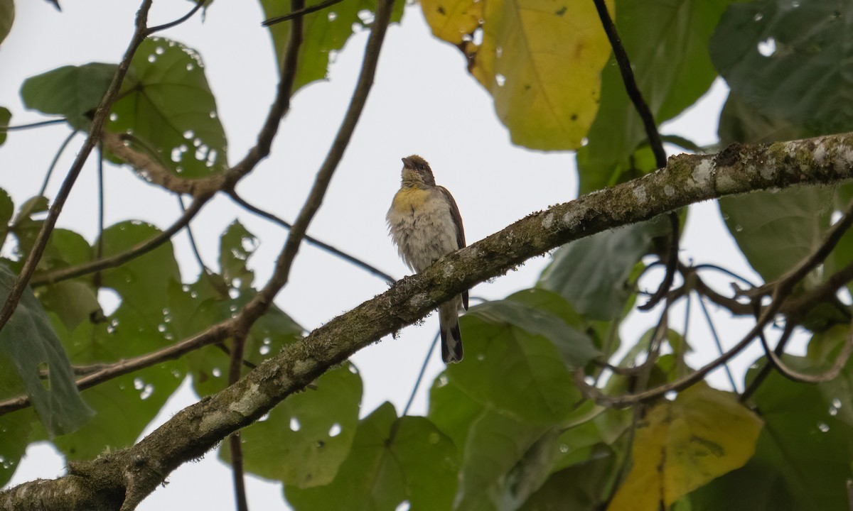 Greater Honeyguide - ML637343132