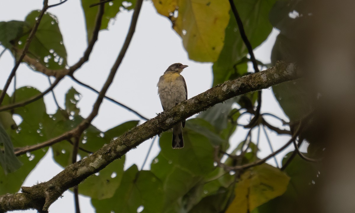 Greater Honeyguide - ML637343133