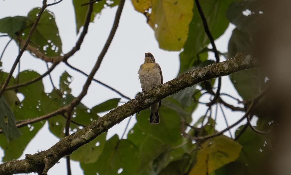 Greater Honeyguide - ML637343134