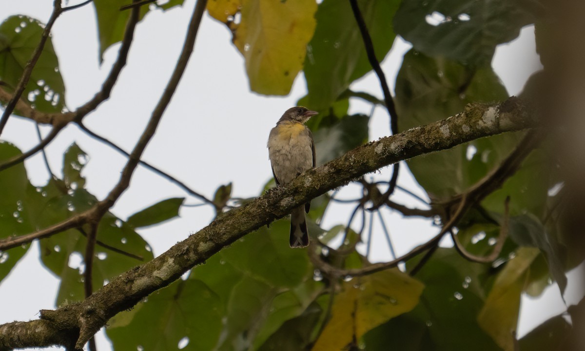 Greater Honeyguide - ML637343135