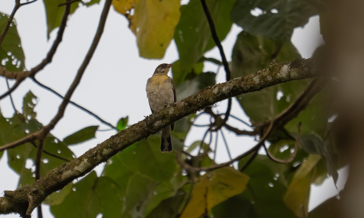 Greater Honeyguide - ML637343136