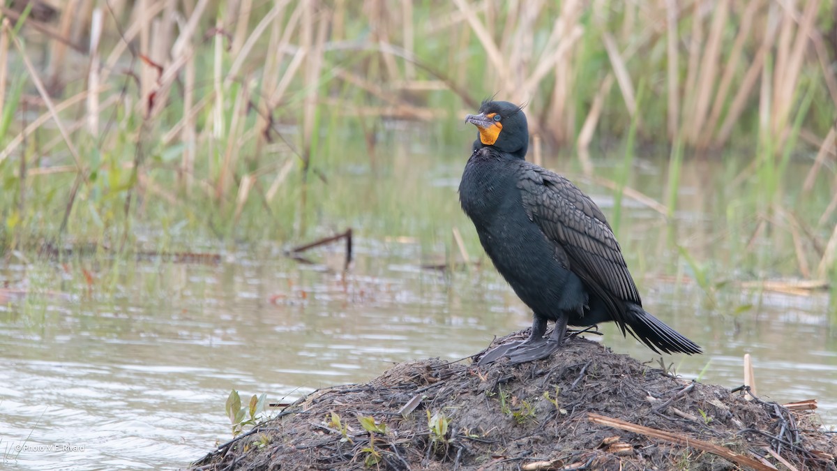 Double-crested Cormorant - ML637343180
