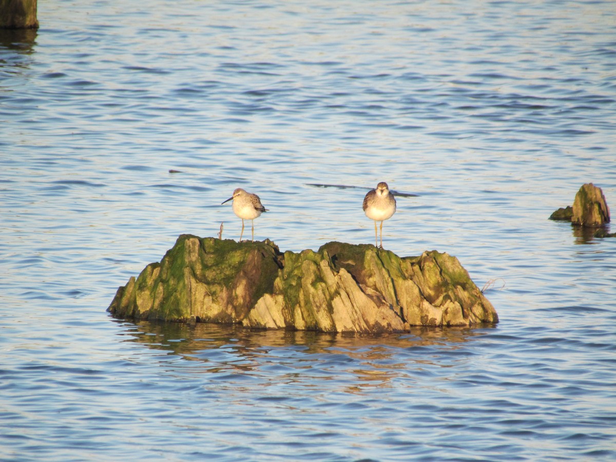 Stilt Sandpiper - ML637343231