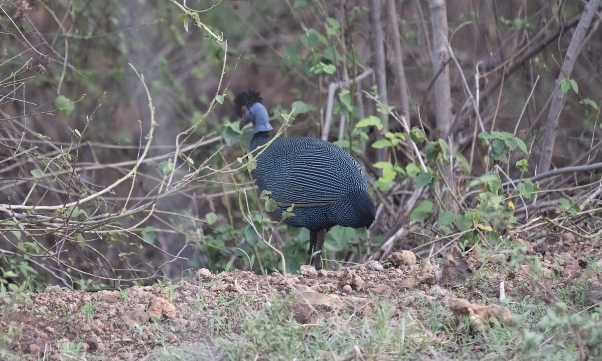 Eastern Crested Guineafowl - ML637343247