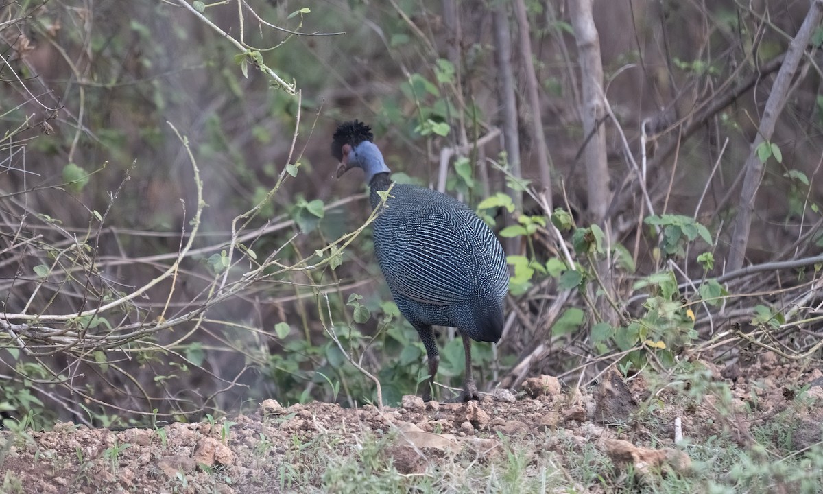 Eastern Crested Guineafowl - ML637343248