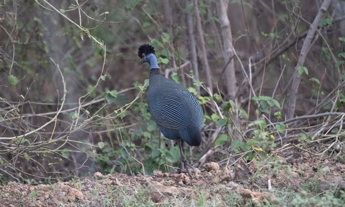 Eastern Crested Guineafowl - ML637343249