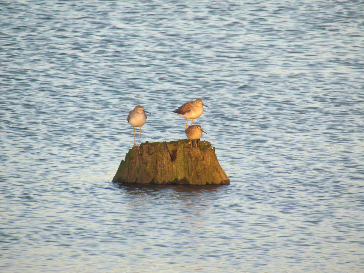 Short-billed Dowitcher - ML637343253