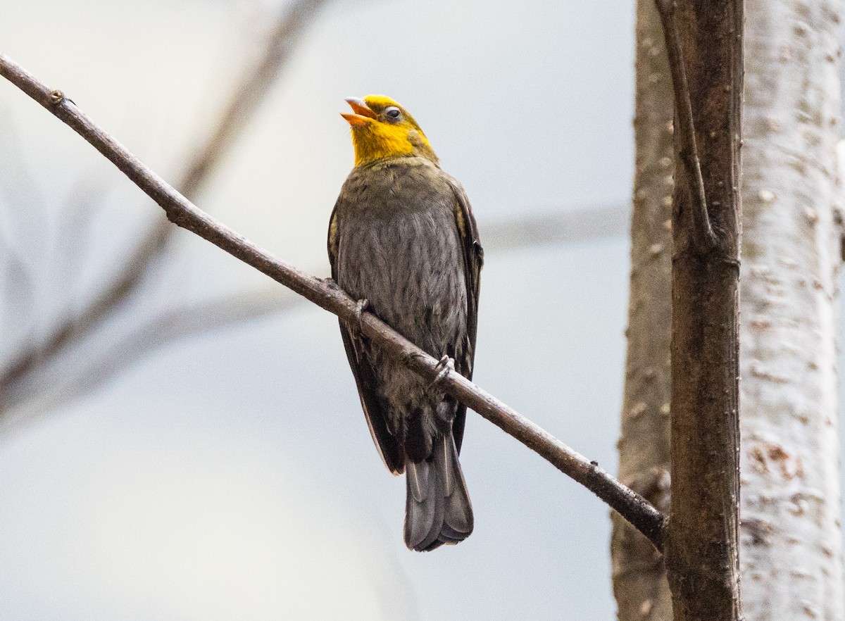 Yellow-rumped Honeyguide - ML637343256