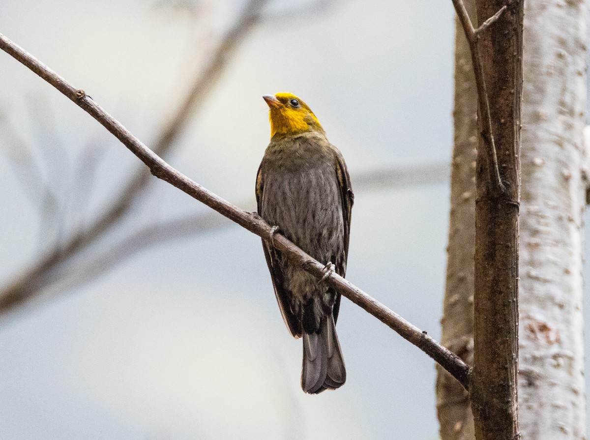 Yellow-rumped Honeyguide - ML637343257