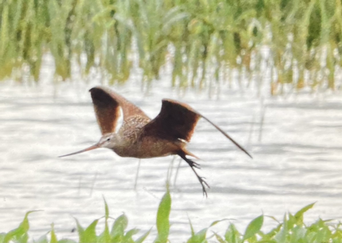 Marbled Godwit - ML637343263