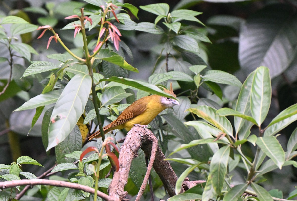 White-throated Bulbul - ML637343273