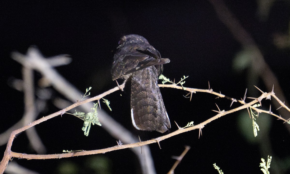 Plain Nightjar - ML637343278