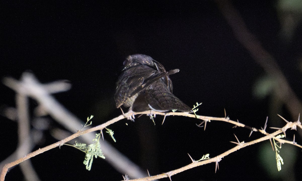 Plain Nightjar - ML637343279