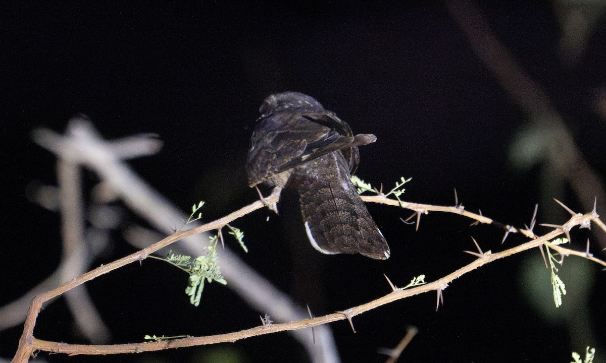 Plain Nightjar - ML637343280