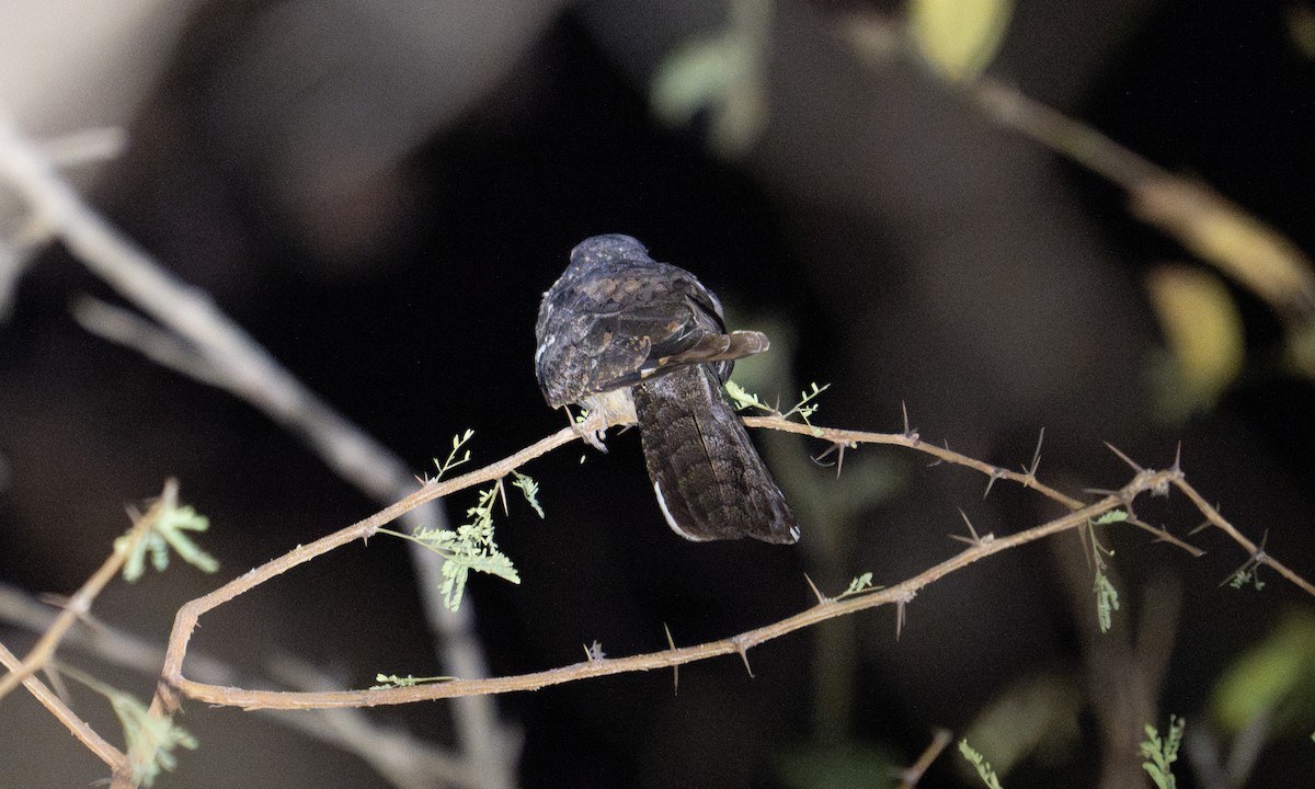 Plain Nightjar - ML637343281