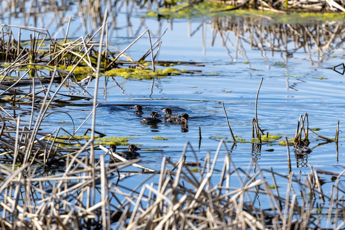 Pied-billed Grebe - ML637343297